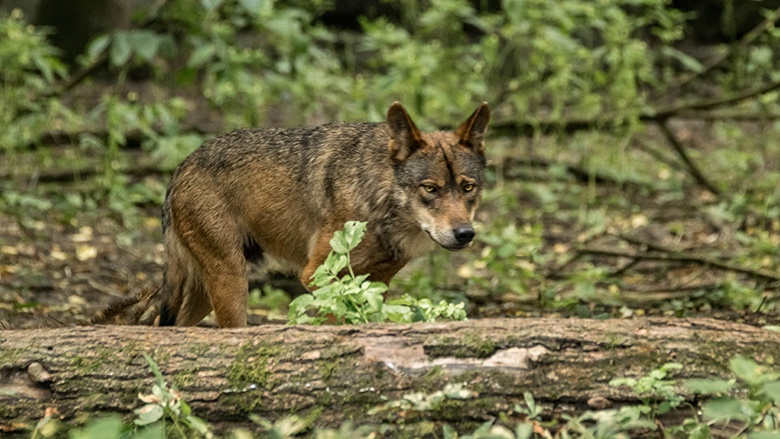 Wolf_Copyright Antje Esser